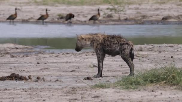 Gespot Hyena Loopt Rond Een Vijver — Stockvideo