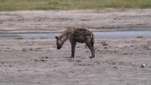 Hyène tachetée allongée sur la savane