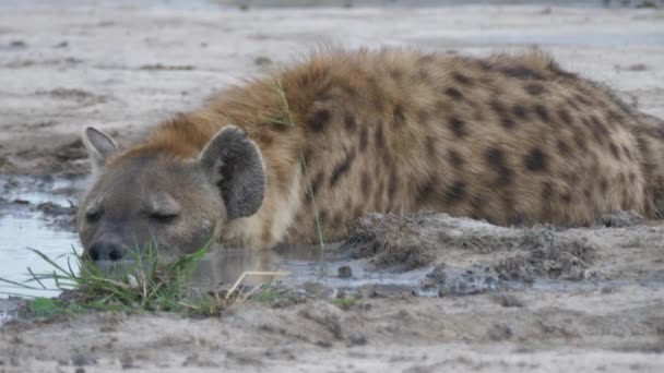 Zauważona Hiena Leży Głową Kałuży Wody — Wideo stockowe