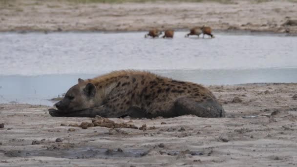 Sett Hyena Ligga Nära Damm — Stockvideo