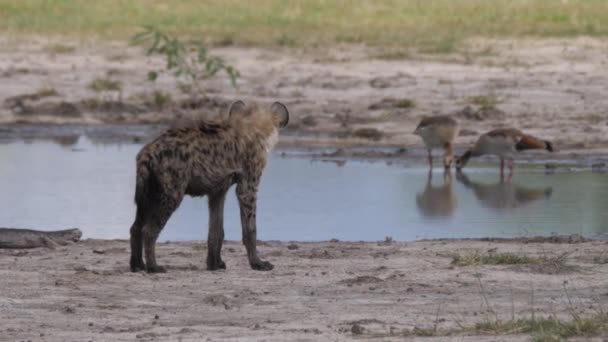 Gespot Hyena Wandelen Rond Een Vijver — Stockvideo