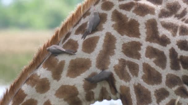 Yellow Billed Oxpecker Eats Ticks Other Insects Neck Giraffe — Stock Video