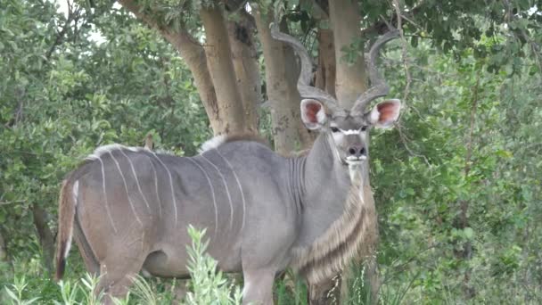 Větší Kudu Pasoucí Lese — Stock video