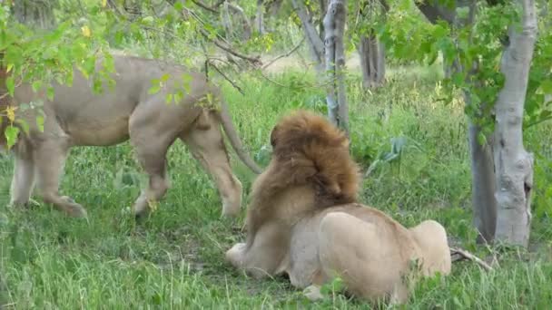 Macho Leones Camina Lejos Otro Macho León — Vídeo de stock