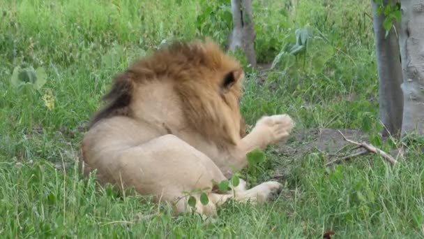 Lion Mâle Nettoyant Jambe — Video
