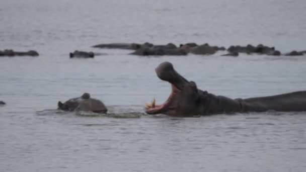 Two Hippopotamus Yawning Lake — Stock Video