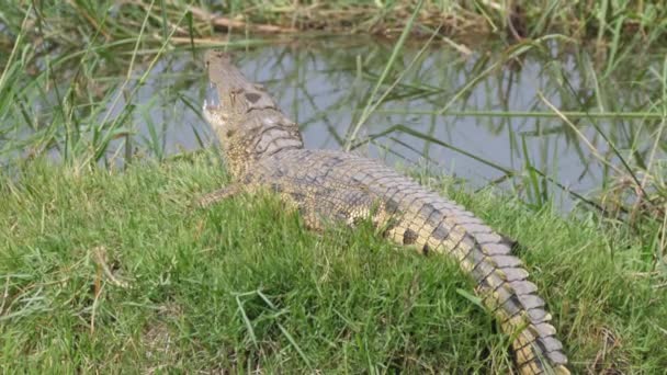 Krokodil Mit Offenem Maul Liegt Gras Neben Einem Fluss — Stockvideo