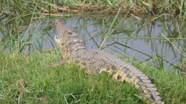 Crocodile Bouche Ouverte Posé Dans Herbe Près Une Rivière — Video