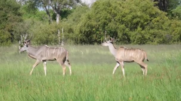 Grande Kudu Macho Fêmea Passando — Vídeo de Stock