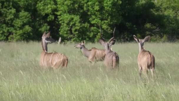 Grande Macho Kudu Com Uma Manada Fêmeas — Vídeo de Stock