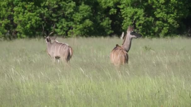 Stádo Většího Kudu — Stock video