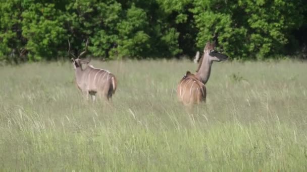 Rebanho Maior Kudus — Vídeo de Stock