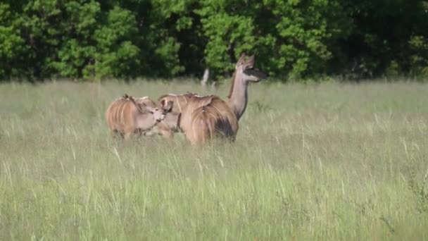 Manada Fêmea Maior Kudus — Vídeo de Stock