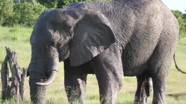 Boğa fili vücuduna çamur atıyor.