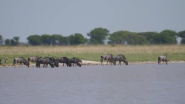 Botswana 'daki Nata Kuş Sığınağı' ndaki gölden su içen antilop sürüsü.