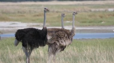 Botswana 'daki Nata Kuş Sığınağı' nda bir gölün yanında duran üç devekuşu.