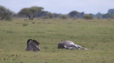 Botswana 'daki Nxai Pan' da Zebra Sürüsü