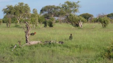 Botsvana 'daki Nxai Pan' da çalıların arasında dolaşan iki güneyli boynuz gagalı.