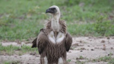 Botswana 'daki Nxai Pan' da beyaz sırtlı akbaba yerde.