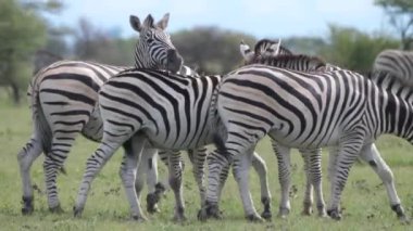 Zebra sürüsü Botswana 'daki Nxai Pan' da otluyor.