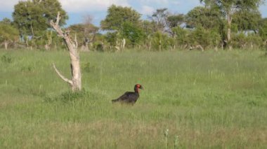 Botsvana 'daki Nxai Pan' da güneyli boynuz gagalı çalıların arasında yürüyor.