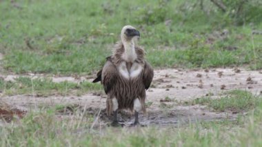 Botswana 'daki Nxai Pan' da beyaz sırtlı akbaba yerde.