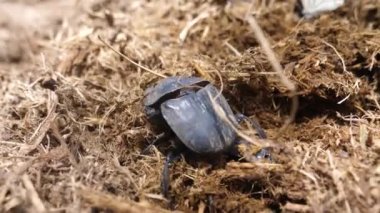 Botswana 'daki Tsodilo Tepeleri' nin etrafındaki gübre yığınının üzerindeki gübre böceğine yaklaş.