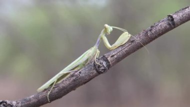 Bir ağaç dalında peygamberdevesi