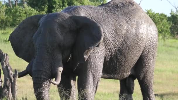 Bull Elephant Throwing Mud His Head — Stock Video