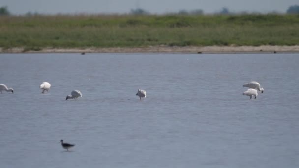 Grupo Espátulas Buscando Comida Santuario Aves Nata Botswana — Vídeos de Stock