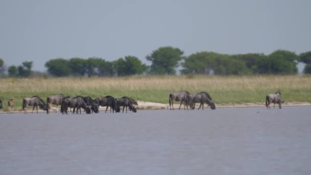 Стадо Гну Пьет Озера Заповеднике Ната Птица Ботсване — стоковое видео