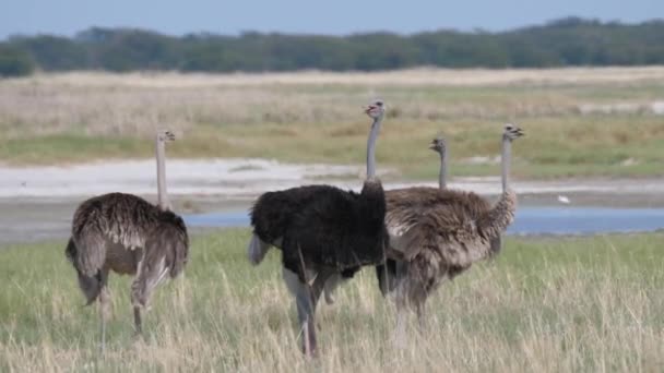 ボツワナのNata鳥保護区の湖の近くに立つ4つのダチョウ — ストック動画