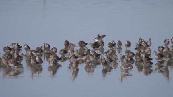 Grupo Sandpipers Voando Para Longe — Vídeo de Stock