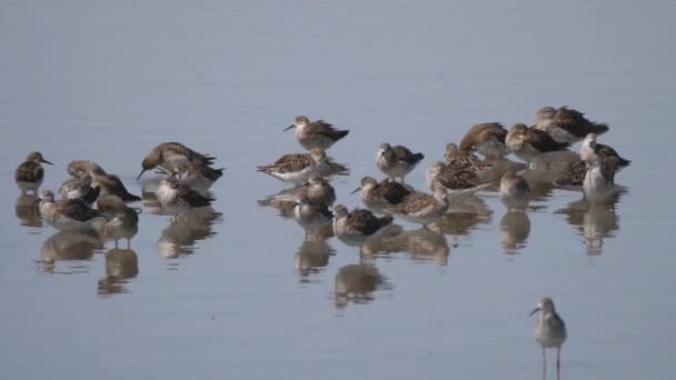 Gruppo Sabbiatrici Lago — Video Stock