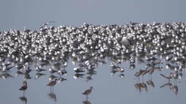 Grupo Sandpipers Gaviotas Lago — Vídeos de Stock