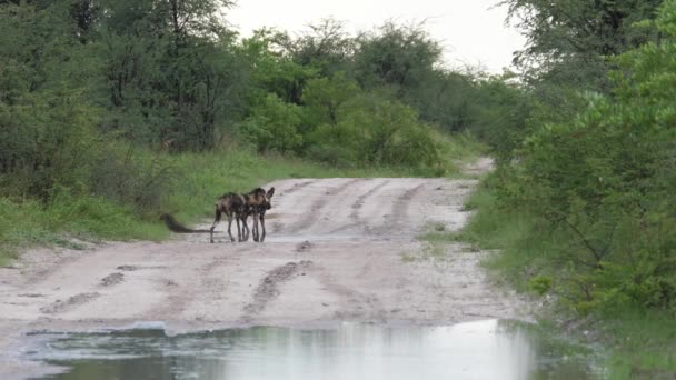Dos Perros Salvajes Paseando Por Una Carretera Nxai Pan Botswana — Vídeos de Stock