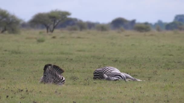 Zebraflocken Nxai Pan Botswana — Stockvideo