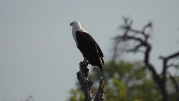 Aigle Poisson Dans Arbre Nxai Pan Botswana — Video