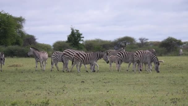 Stado Wypasu Zebra Nxai Pan Botswanie — Wideo stockowe