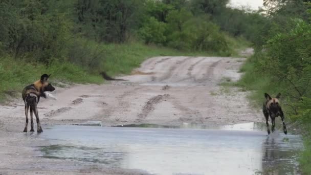 Pack Wild Dogs Playing Dirt Road Nxai Pan Botswana — Stock Video