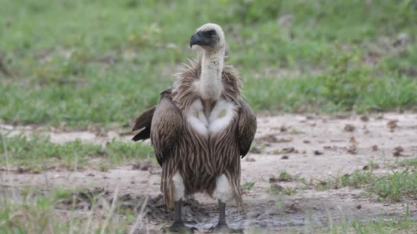 White Backed Vulture Ground Nxai Pan Botswana — Stock Video