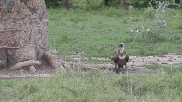 White Backed Vulture Ground Next Tree Nxai Pan Botswana — Stock Video