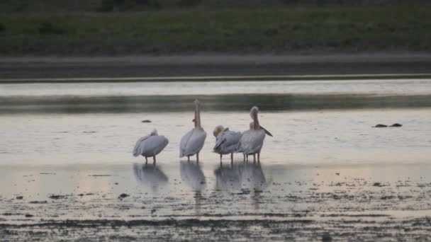 Group Great White Pelicans Standing Lake Nxai Pan Botswana — Stock Video