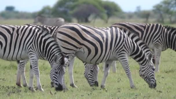 Zebra Sürüsü Botswana Daki Nxai Pan Otluyor — Stok video