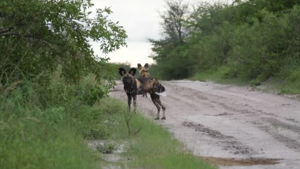 Twee Wilde Honden Wandelen Een Weg Bij Nxai Pan Botswana — Stockvideo