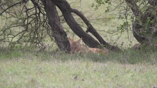 Black Backed Jackal Laying Tree Nxai Pan Botswana — Stock Video