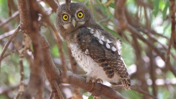 Pearl Spotted Owlet Κοιτάζει Στην Κάμερα Ενώ Κάθεται Ένα Δέντρο — Αρχείο Βίντεο