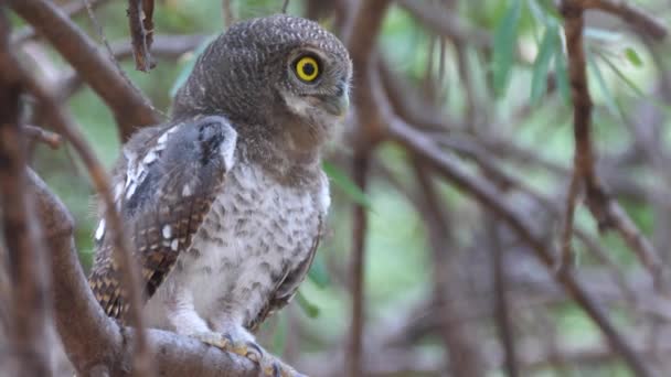 Búho Manchado Perlas Sentado Árbol Alrededor Las Colinas Tsodilo Botswana — Vídeos de Stock