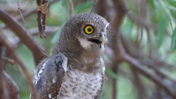 Burung Hantu Berbintik Mutiara Berseru Pohon Sekitar Perbukitan Tsodilo Botswana — Stok Video