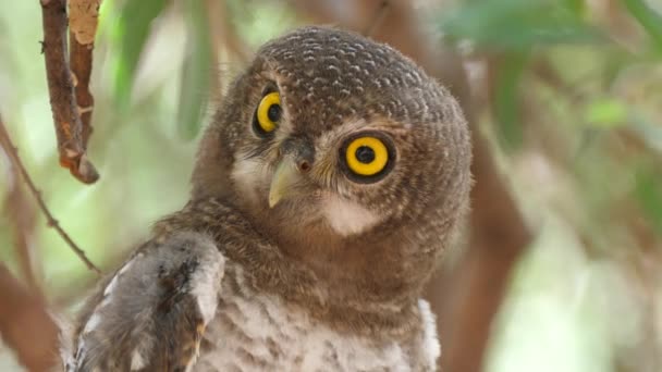 Close Van Een Parel Gevlekte Uil Kijken Naar Beneden — Stockvideo